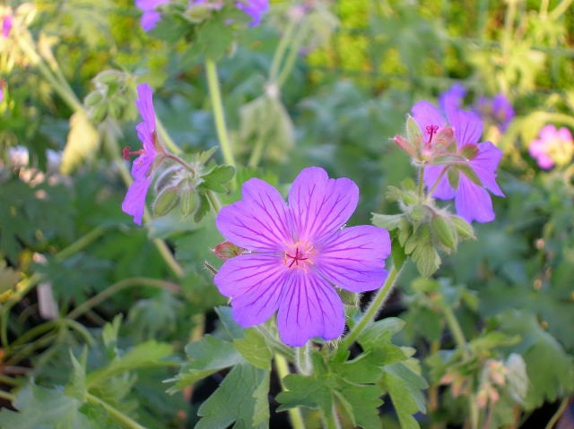Il Peccato Vegetale | Catalogo | Geranium - Geranium 'Sabani Blue' (G ...
