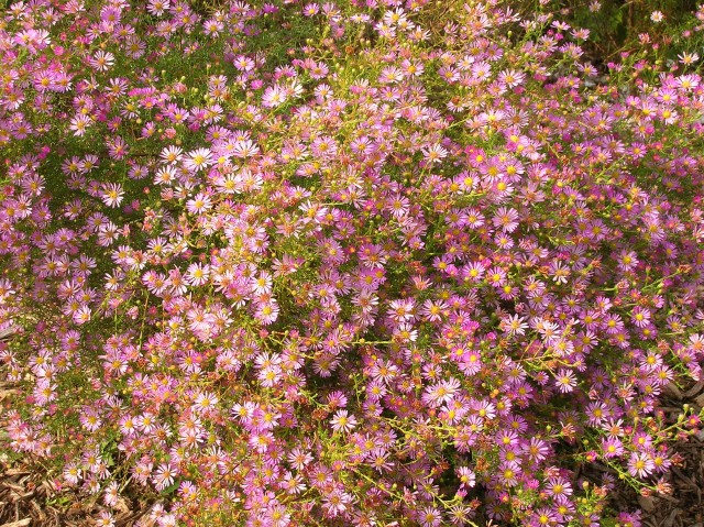 Il Peccato Vegetale | Catalogo | Aster - Aster ericoides 'Rose'