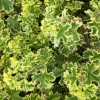 Pelargonium crispum