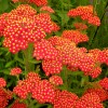 Achillea 