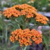 Achillea 