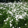 Achillea ptarmica