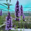 Agastache 