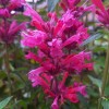 Agastache