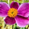 Anemone hupehensis