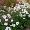 Anemone x hybrida