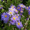 Aster x frikartii