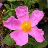 Cistus creticus