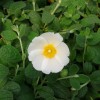 Cistus salviifolius 