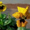 Viola