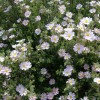 Cistus x skanbergii