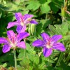 Geranium wlassovianum