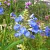 Salvia uliginosa