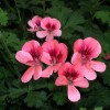 Pelargonium