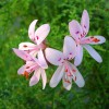 Pelargonium filicifolium