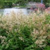 Persicaria polymorpha