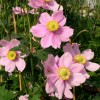 Anemone x hybrida