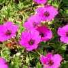 Geranium subcaulescens
