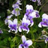 Viola hederacea