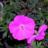 Geranium sanguineum
