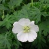 Geranium sanguineum