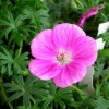 Geranium sanguineum