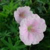 Geranium sanguineum v. striatum