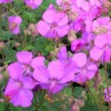 Geranium x cantabrigiense
