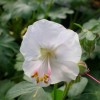 Geranium x cantabrigiense