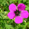 Geranium psilostemon