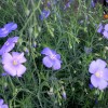 Linum perenne