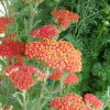Achillea millefolium