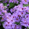 Aster