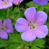 Geranium himalayense