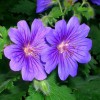 Geranium x magnificum