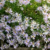 Aster pyrenaeus