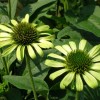 Echinacea purpurea