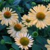 Echinacea