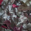 Heuchera