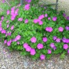 Geranium