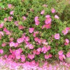 Cistus x purpureus