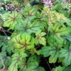x Heucherella