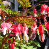 Dicentra spectabilis