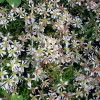 Aster ericoides f. prostratus