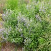 Scutellaria incana