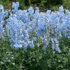 Delphinium 
