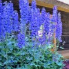Delphinium