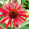 Echinacea