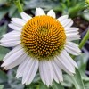 Echinacea purpurea