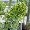Euphorbia characias